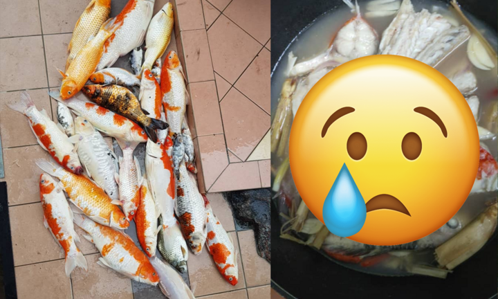 Đàn cá koi lăn ra chết, cô gái có cách ‘xử lý’ khiến dân tình chia phe tranh cãi