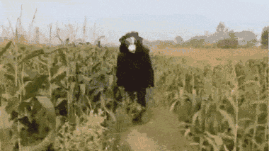 Video: Nông dân hóa thân thành gấu xua đuổi khỉ ở trang trại