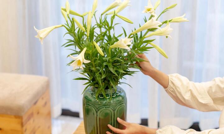 Mẹo giữ hoa loa kèn tươi lâu rất dễ thực hiện