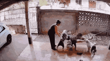 Video: Đàn chó nghịch ngợm 'hạ gục' chủ nhân trong tích tắc