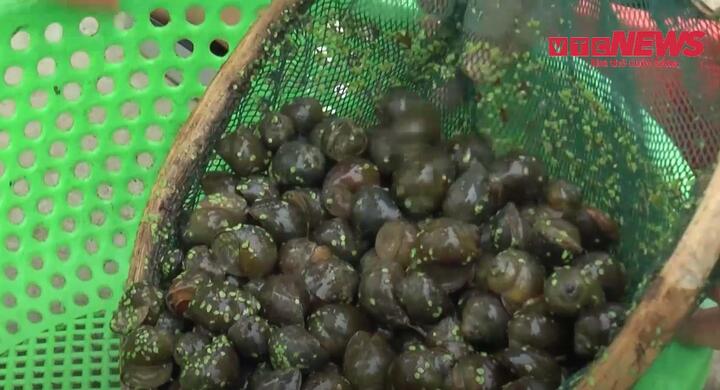 Video: Nông dân nuôi ốc nhồi kiếm tiền tỷ mỗi năm