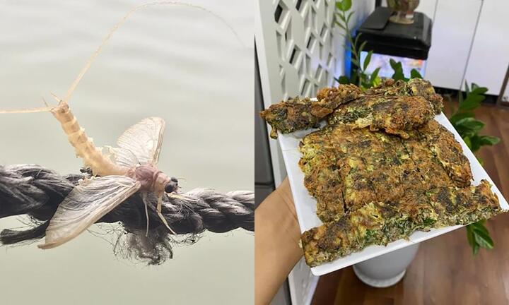 Con vật vờ ở sông Hồng: Sống vài giờ nhưng lưu danh đặc sản, giá bán cả triệu/kg