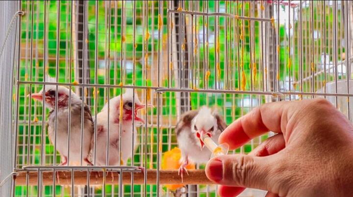 Video: Đàn chim chào mào đột biến của bác sĩ nha khoa