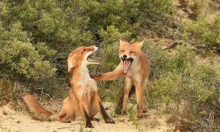 Ảnh: Loạt khoảnh khắc gây cười của động vật