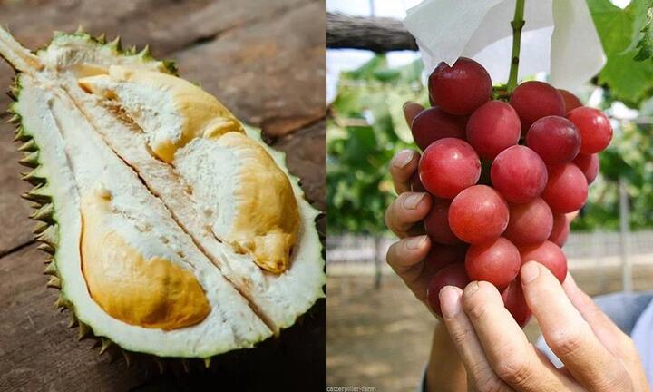 6 loại trái cây đắt nhất thế giới, bạn có dám bỏ 15 triệu mua 1 quả sầu riêng?