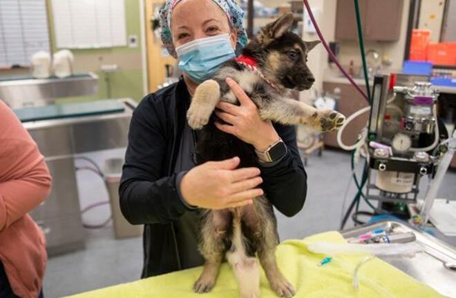 Kỳ lạ chú chó 6 chân, 4 tinh hoàn vẫn sống khỏe