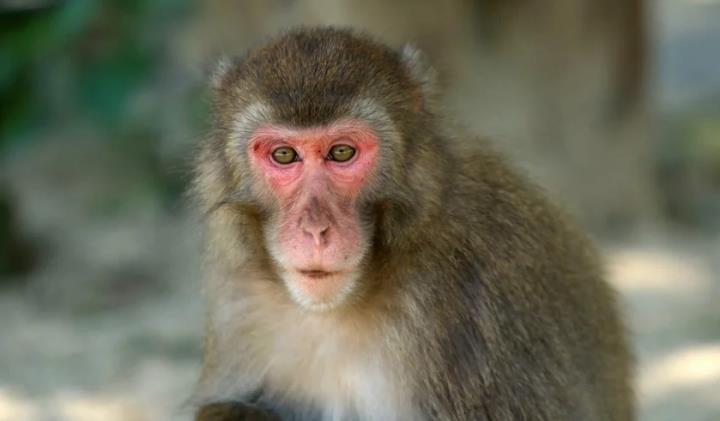 Nữ vương khỉ Nhật Bản giữ vững ngôi thủ lĩnh sau mùa giao phối 