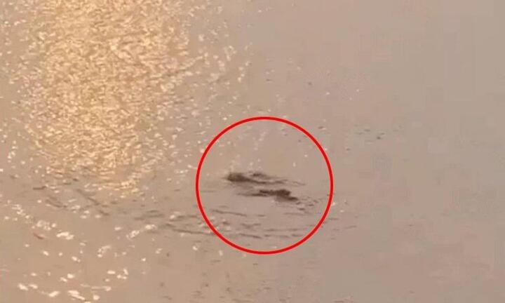 Lãnh đạo quận Tây Hồ phủ nhận thông tin 'cá sấu xuất hiện ở hồ Tây'