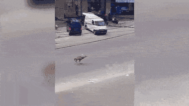 Video: Hươu 'đại náo' đường phố, tông ngã người đi xe máy