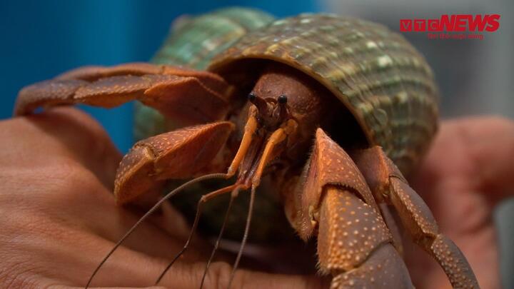 Video: Kỳ công thú chơi cua ẩn sĩ của giới trẻ TP.HCM