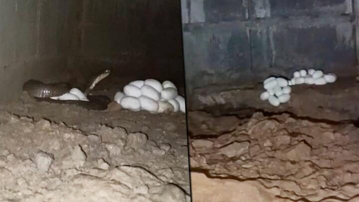 Tìm mèo nhưng lại phát hiện ổ hổ mang, tổng số rắn và trứng khi bắt được gây sốc