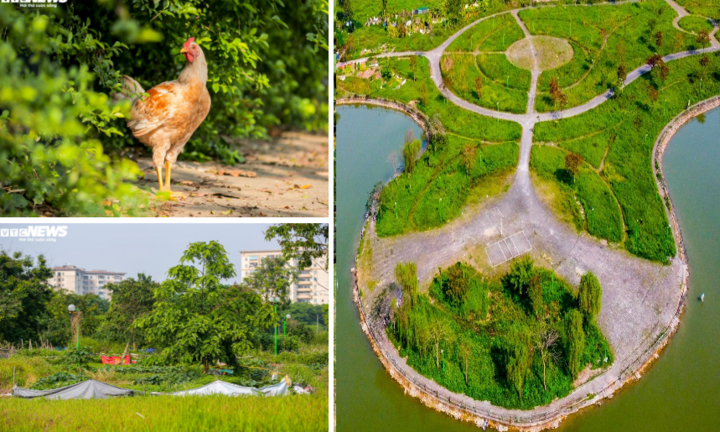 Ảnh: Công viên gần 160 nghìn m2 ở Hà Nội thành nơi... trồng rau, nuôi gà