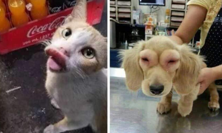 Hội chó mèo 'hổ báo' và cái kết bị 'tẩn' sưng hết mặt mũi trông đến là hài