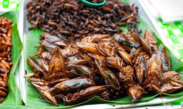 Cà cuống: Món ngon quý hiếm từ sình lầy, không phải ai cũng có cơ hội ăn thử