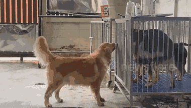 Video: Chú chó thông minh mở lồng sắt 'giải cứu' bạn