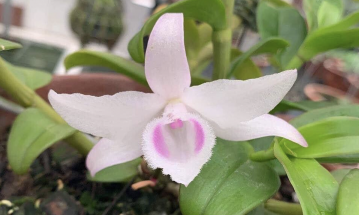 Lan đột biến rớt giá cả trăm lần, người mua tan giấc mộng vàng