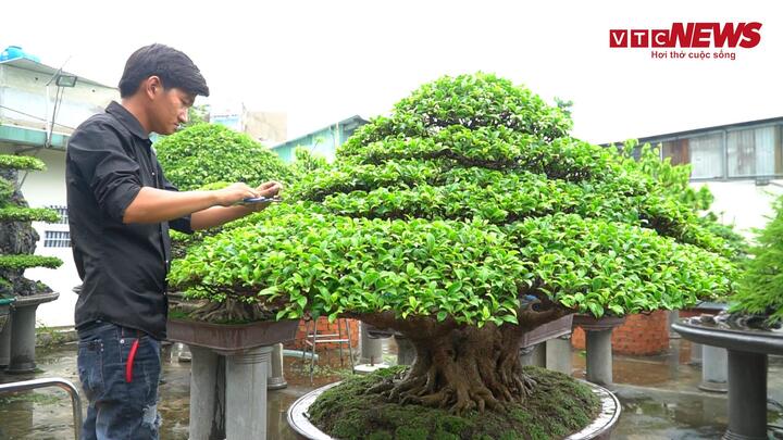 Video: Chàng trai sửa bonsai kiếm tiền triệu mỗi ngày
