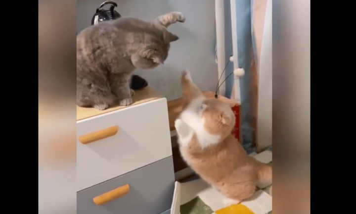 Cười trẹo quai hàm xem 2 nàng mèo chân ngắn đánh nhau