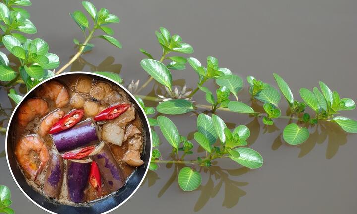 Loại rau mọc dại là đặc sản ở miền Tây, chấm với mắm kho là 'chuẩn bài'