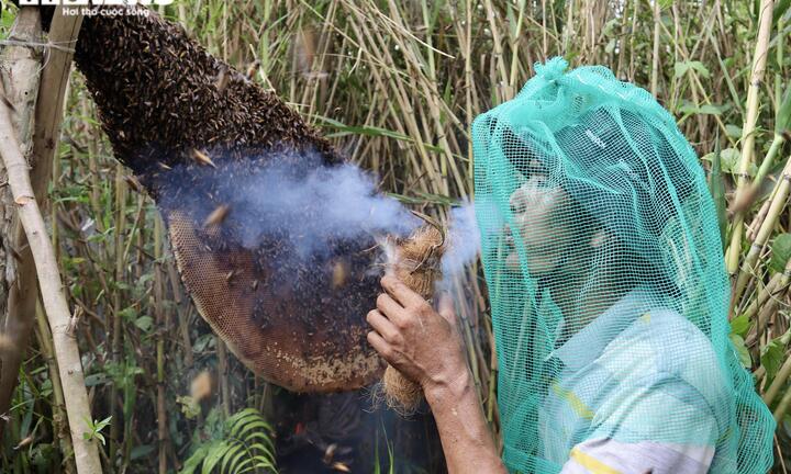 Ảnh: Theo chân thợ vào rừng U Minh Hạ bắt những tổ ong 'khổng lồ'