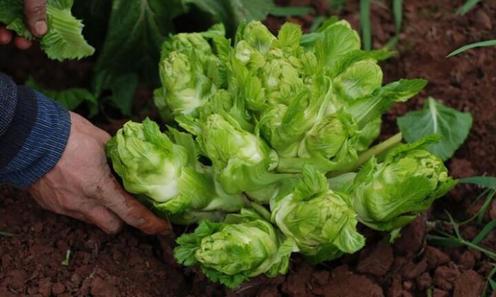 Rau mầm đá ở Sa Pa: Xưa là đặc sản tiến vua, nay có tiền chưa chắc mua được