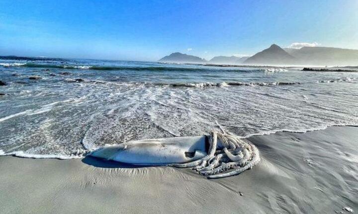 Cảnh tượng hiếm thấy, xác mực khổng lồ hơn 3m trôi dạt trên bãi biển Nam Phi