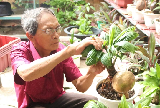 Video: Lão nông biến dừa khô bỏ đi thành cây cảnh tiền triệu