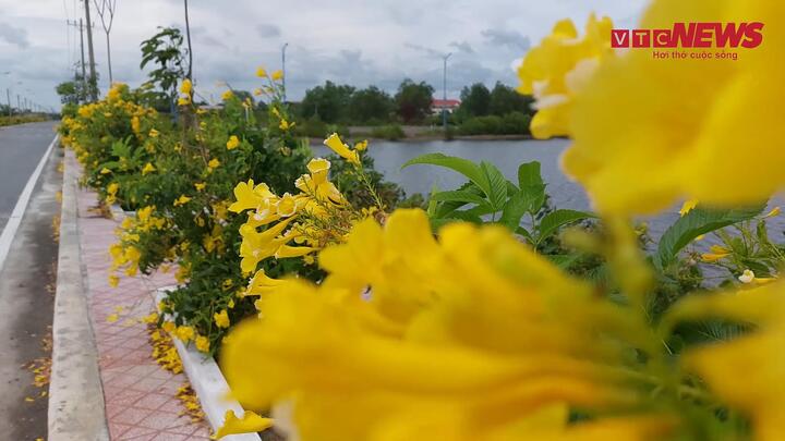 Video: Cung đường hoa ở Cần Giờ nở rộ thu hút du khách