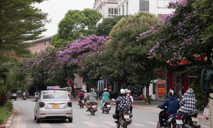 Ảnh: Bằng lăng nhuộm tím nhiều con phố Hà Nội