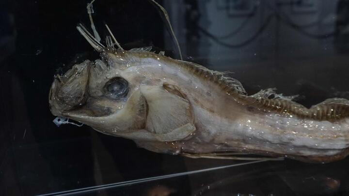 ‘Quái vật’ dài 3,6 mét xuất hiện trên bãi biển