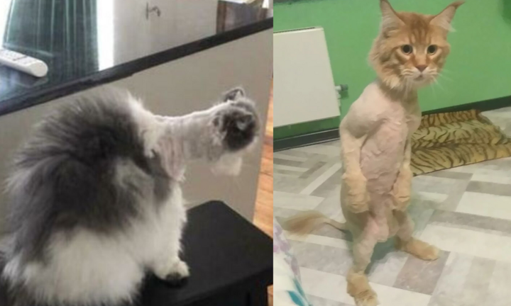 Hội thú cưng ‘sang chấn tâm lý’ khi nhìn mình trở thành trò đùa của ‘sen’