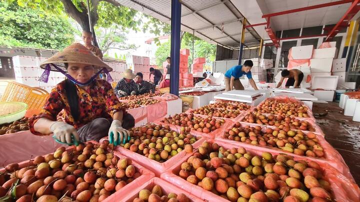 326 thương nhân Trung Quốc đến Bắc Giang thu mua vải thiều năm 2022