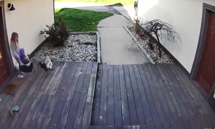 Gà trống 'hổ báo' bắt nạt trẻ con, bị đánh trả thì 'sốc tâm lý' 