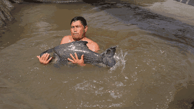 Video: Trang trại 'thủy quái' sông Mê Kông của nông dân miền Tây