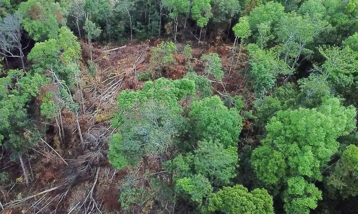 Điều tra vụ phá trắng hơn 2,2ha rừng phòng hộ ở Gia Lai