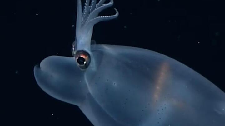 Video: Kỳ lạ loài mực heo sống dưới biển sâu