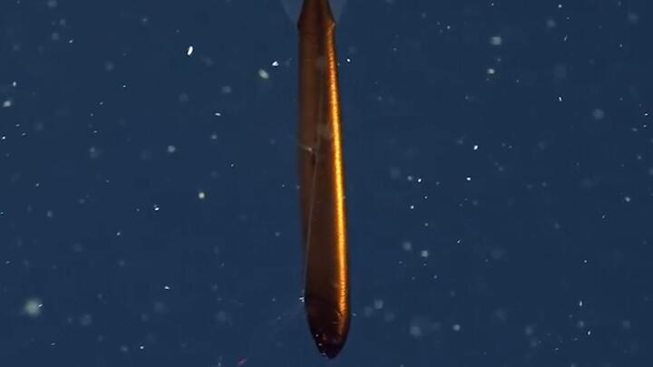 Video: Cá rồng màu vàng đồng hình ngư lôi cực hiếm dưới biển sâu