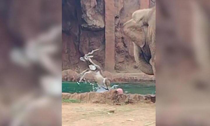 Linh dương thoát chết đuối ngoạn mục nhờ sự nhanh trí của voi