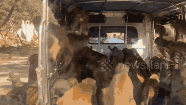 Video: Đàn khỉ đói 'tấn công' xe tải, dọn sạch chuối