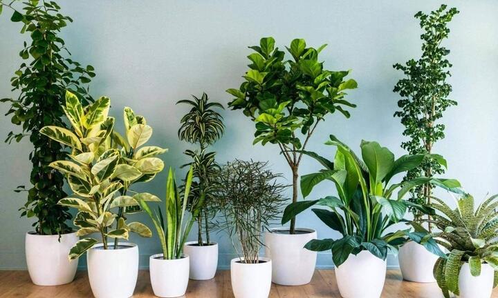 8 loại cây cảnh trong nhà thích hợp với người lười và bận