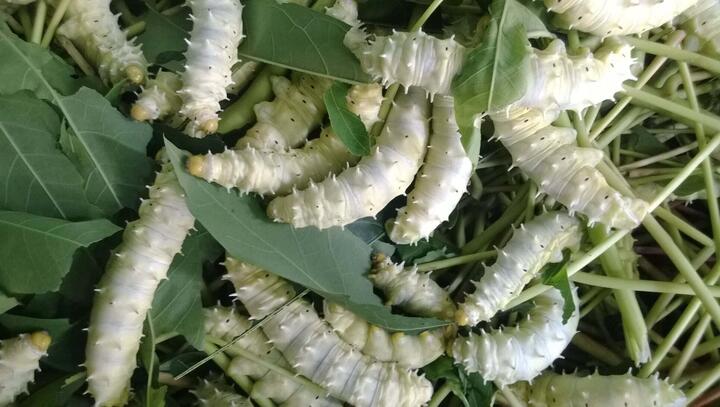 Nuôi loài đặc sản ghê rợn, ăn lãi gấp 10 lần chỉ chưa đầy 1 tháng