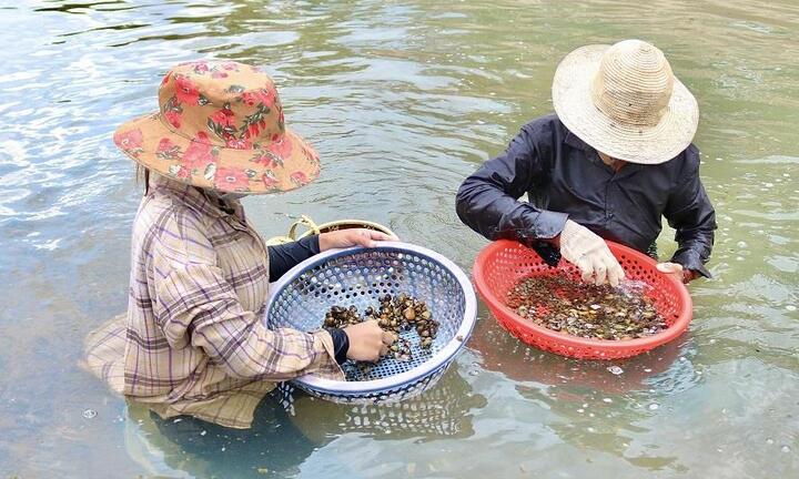 Ảnh: Dầm mình dưới nước mưu sinh bằng nghề mò ốc, cào hến