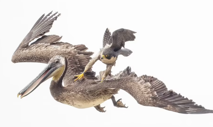 Chim cắt đạp mạnh lưng bồ nông để 'dằn mặt'