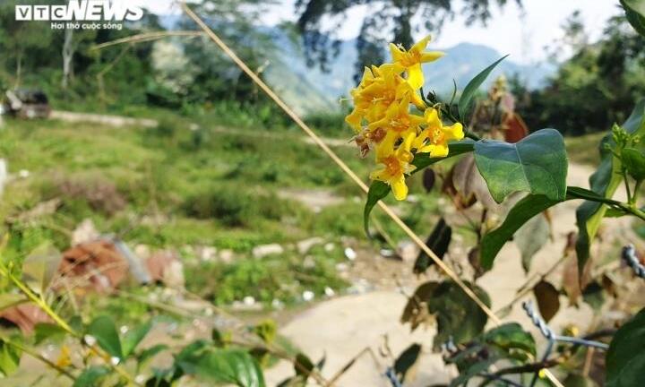 Buồn chuyện gia đình và kết quả học tập, nam sinh lớp 10 ăn lá ngón tự tử