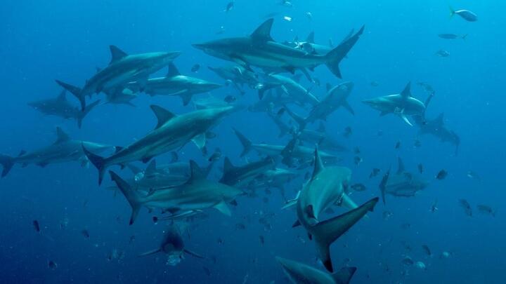 Video: Đàn cá mập 60 con xẻ thịt cá voi lưng gù hơn 30 tấn