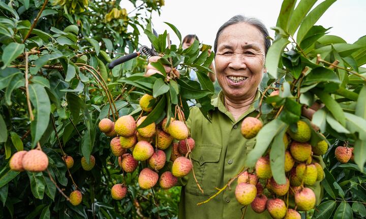 Ảnh: Niềm vui được mùa tại thủ phủ vải sớm Tân Yên, Bắc Giang