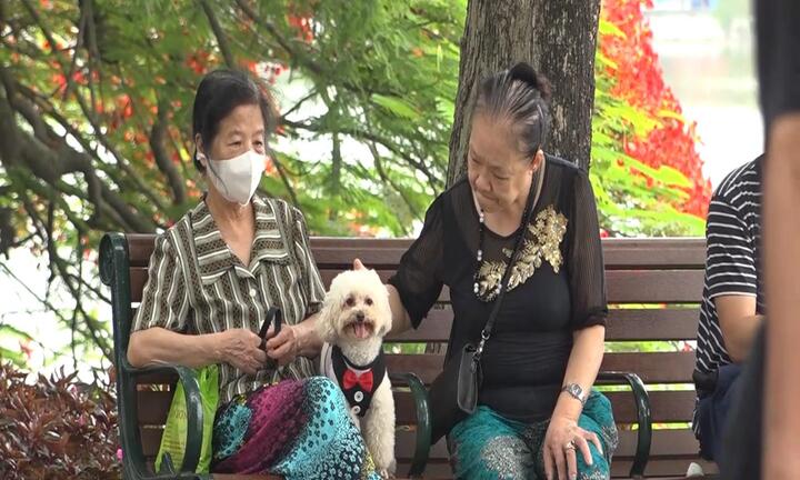 Video: Bất chấp lệnh cấm, người dân vẫn mang chó, mèo vào phố đi bộ Hồ Gươm