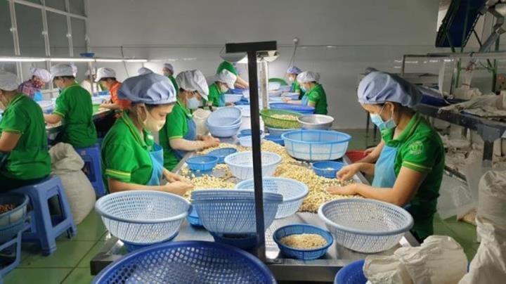 100 container hạt điều xuất sang Italia 'suýt mất trắng' đã về với khổ chủ