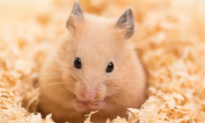 Chuột hamster thành 'quái vật hung dữ' do thí nghiệm biến đổi gene