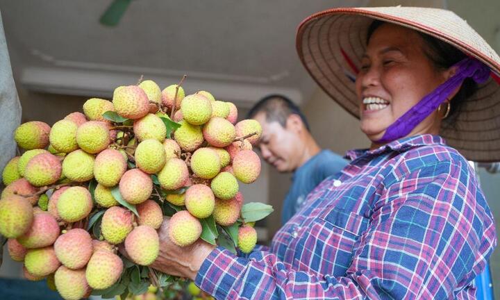 Video: Về Tân Yên, Bắc Giang xem nông dân thu hoạch vải sớm
